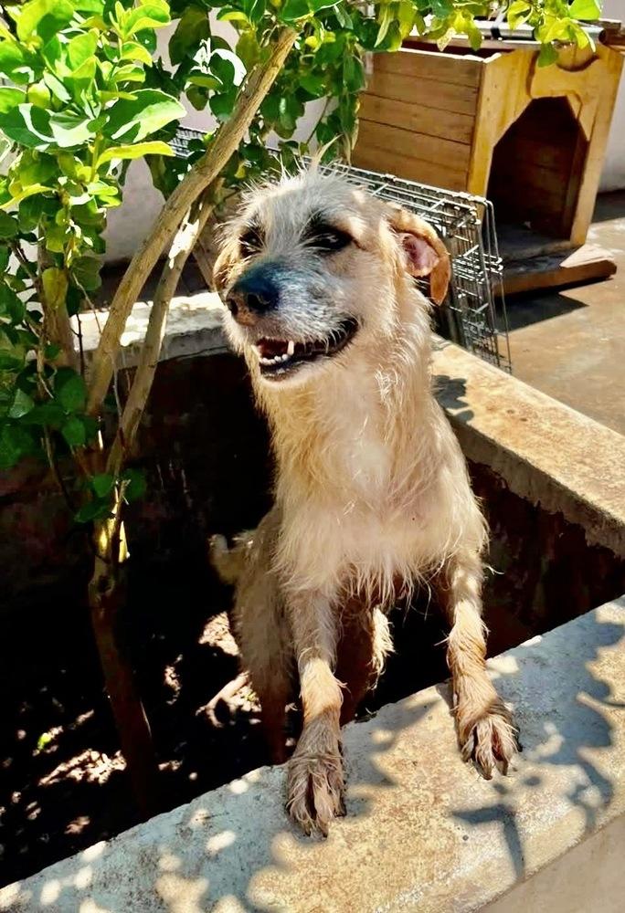 Enlarge Zoe, a Adoptable Terrier in Escondido, CA image 1/4