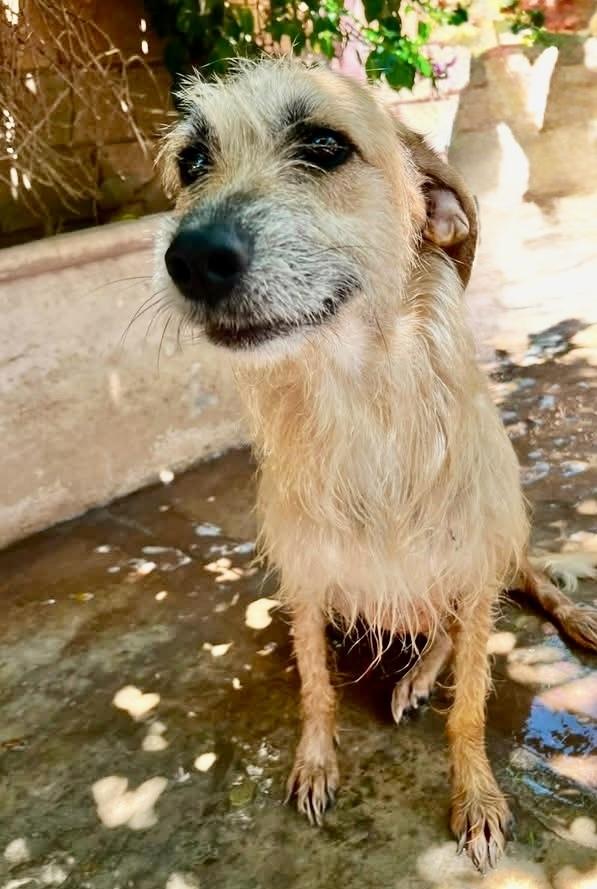 Enlarge Zoe, a Adoptable Terrier in Escondido, CA image 2/4