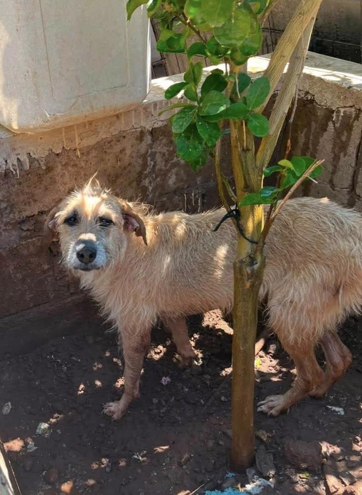 Enlarge Zoe, a Adoptable Terrier in Escondido, CA image 3/4
