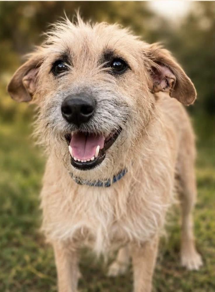Enlarge Zoe, a Adoptable Terrier in Escondido, CA image 4/4