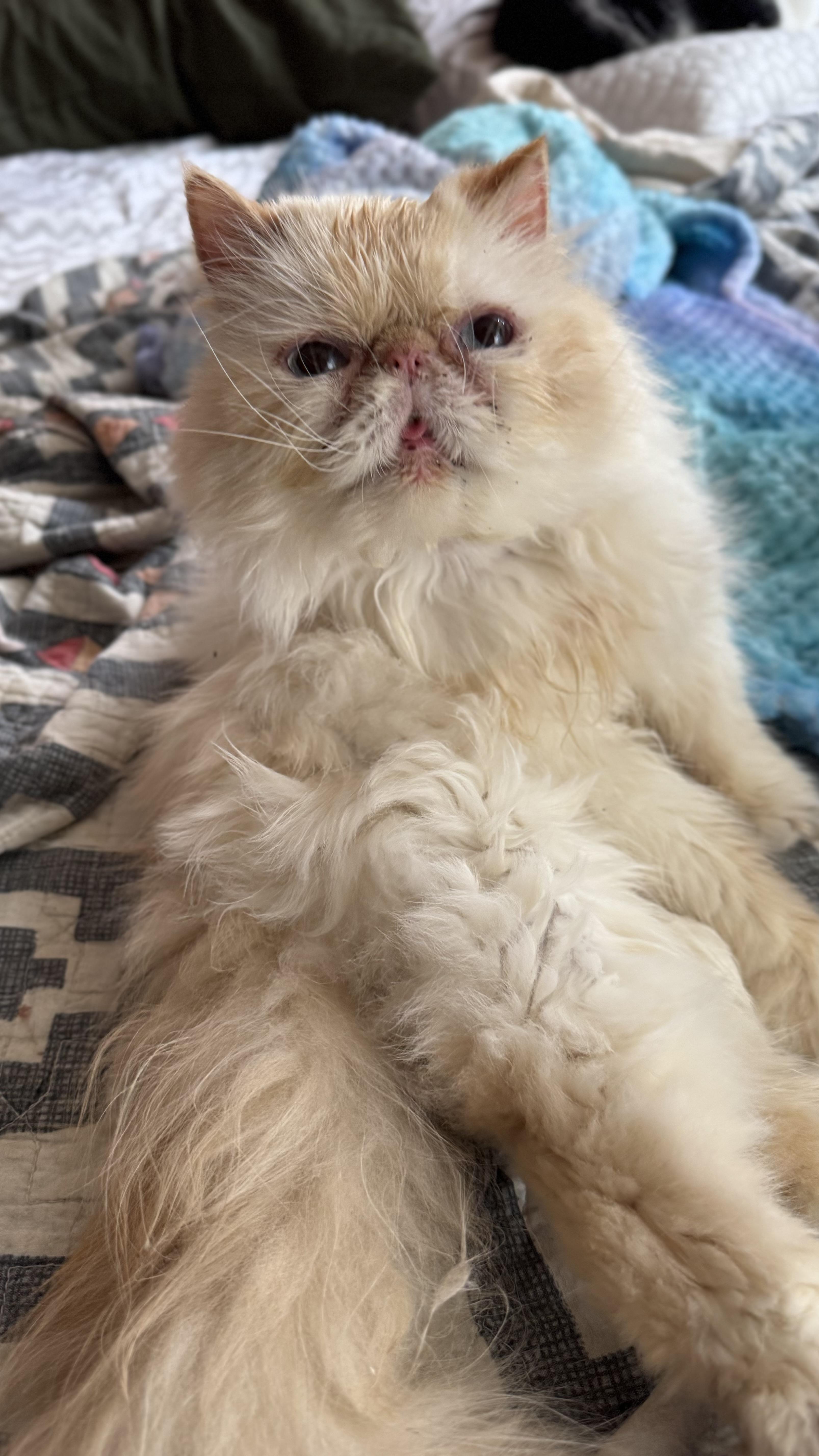 Tula, Adult Male Persian