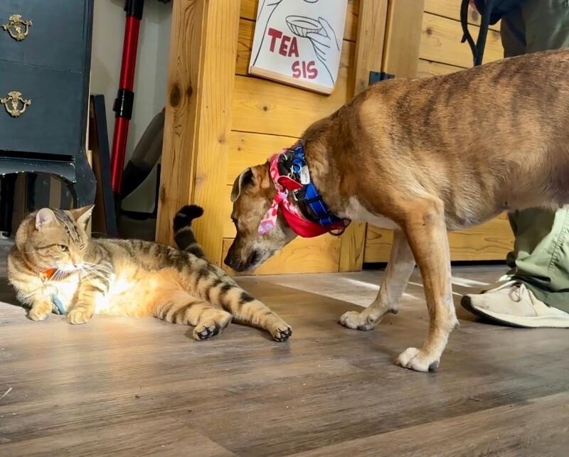 Rita Fajita Homebody Cutie