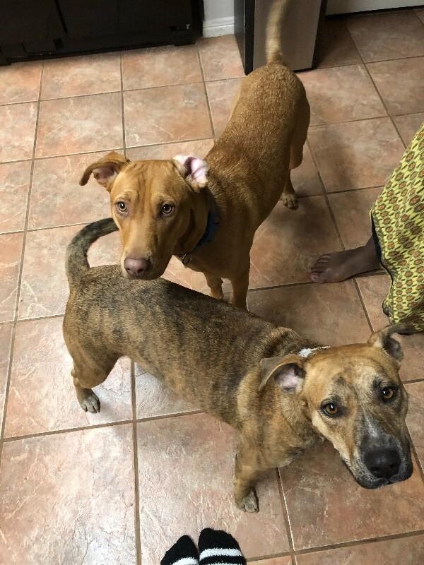 Rita Fajita Homebody Cutie — thumbnail 4