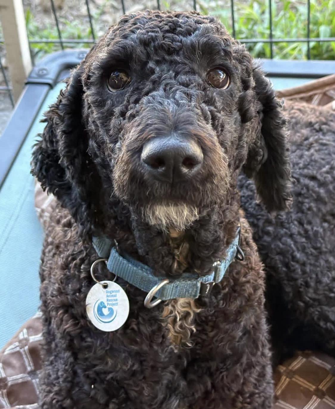 Kitty, ADOPTABLE, Adult Female Labradoodle.