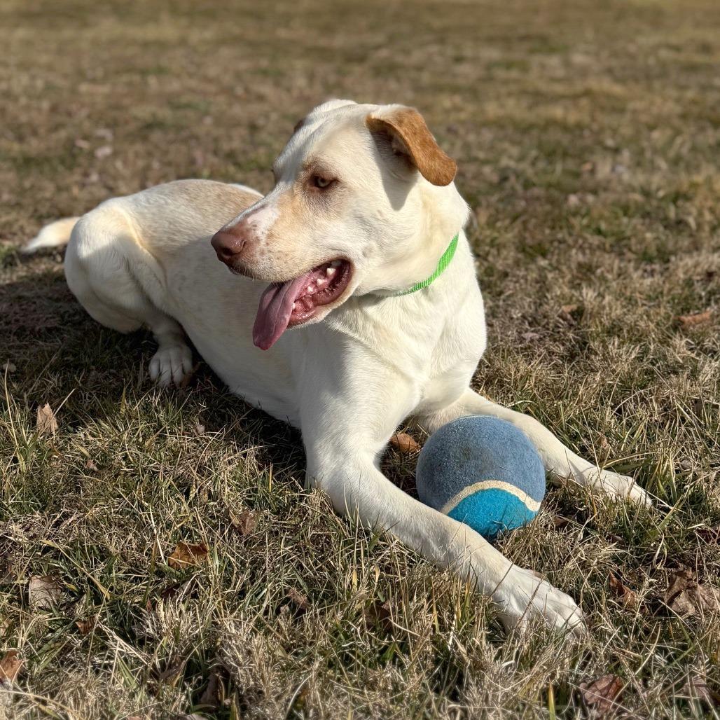 Whiskey, Adoptable, Young Male Mixed Breed.