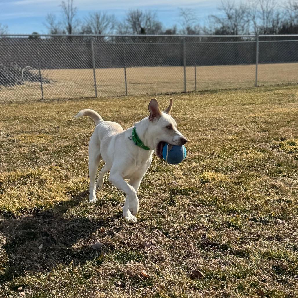 Enlarge Whiskey, a Adoptable Mixed Breed in Hendersonville, NC image 3/6