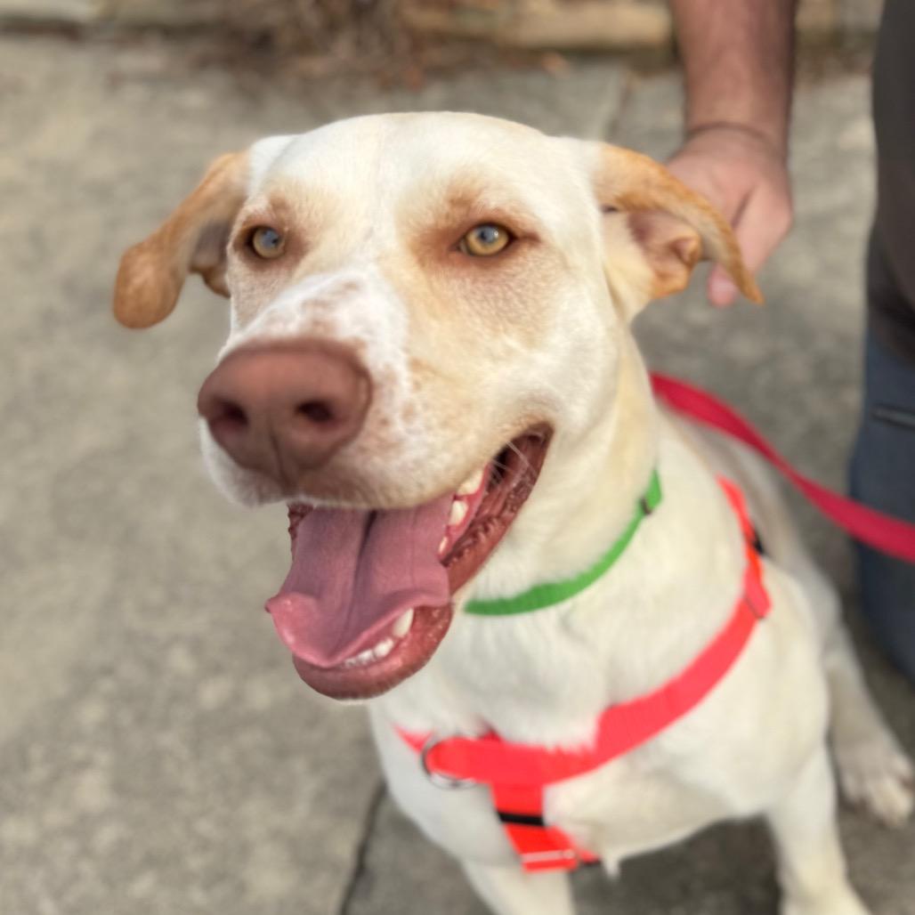 Enlarge Whiskey, a Adoptable Mixed Breed in Hendersonville, NC image 4/6