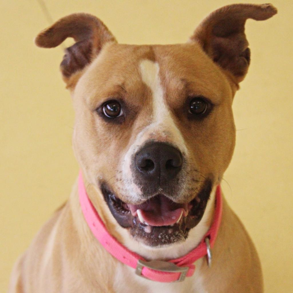 Daisy — thumbnail 2