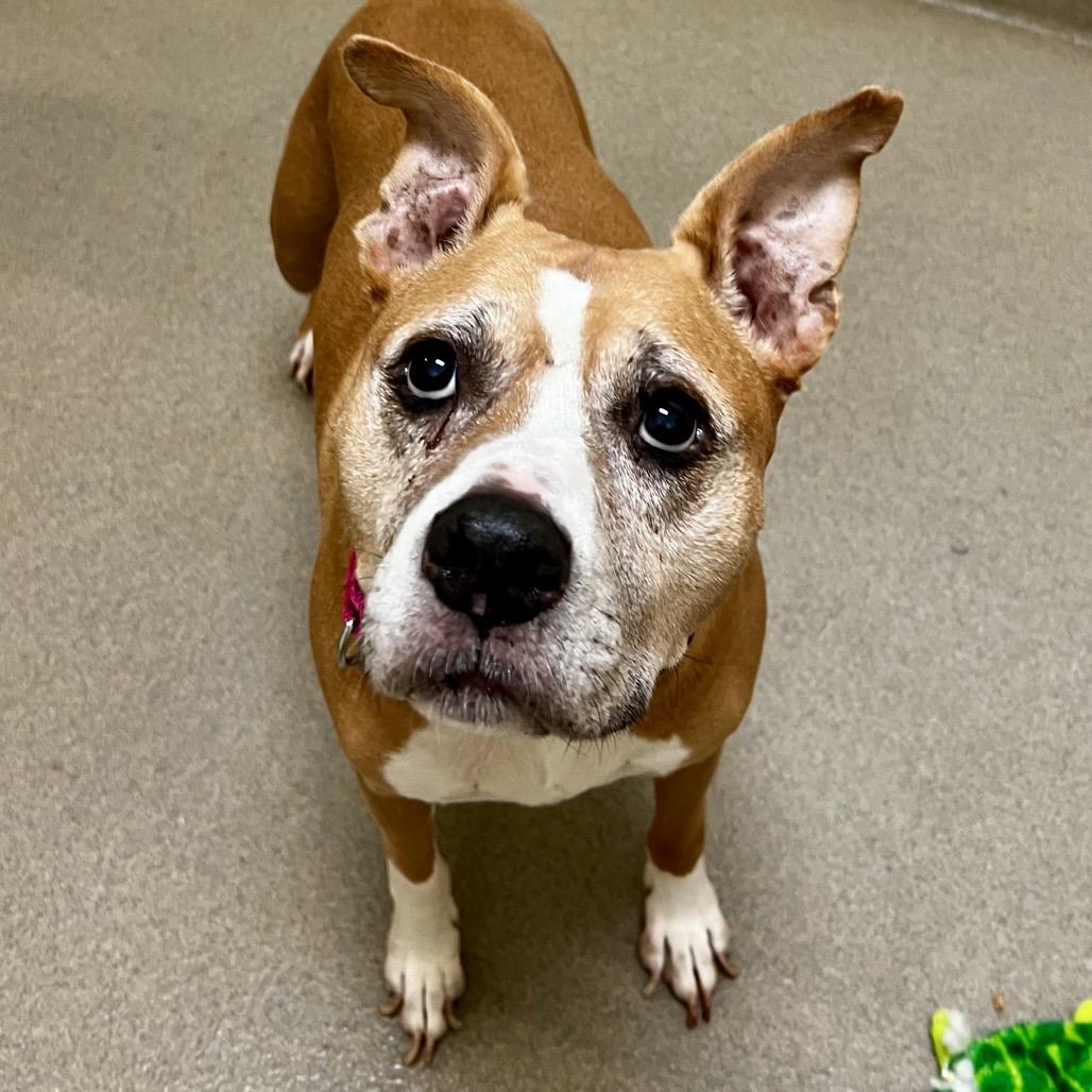 Daisy — thumbnail 4