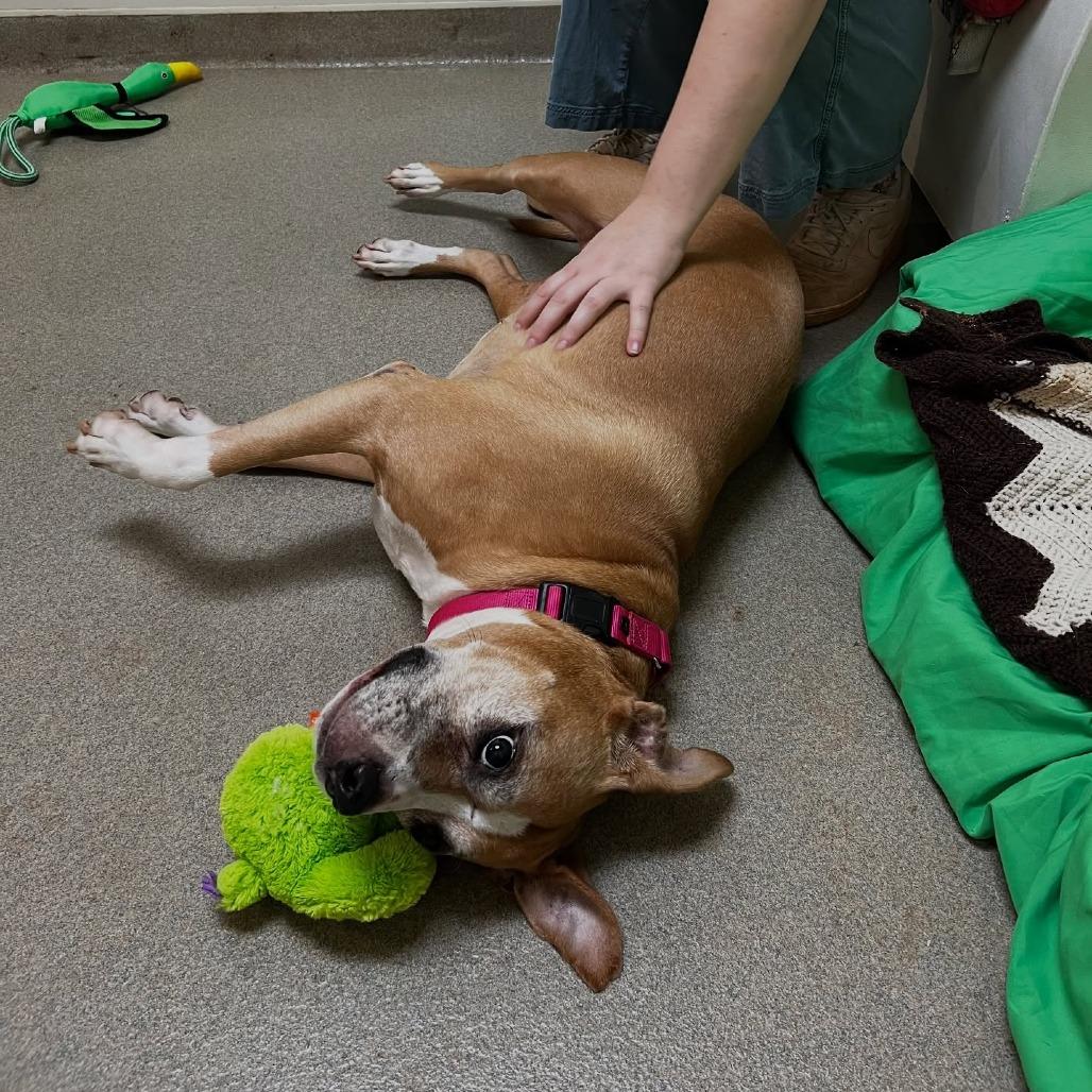 Daisy — thumbnail 5