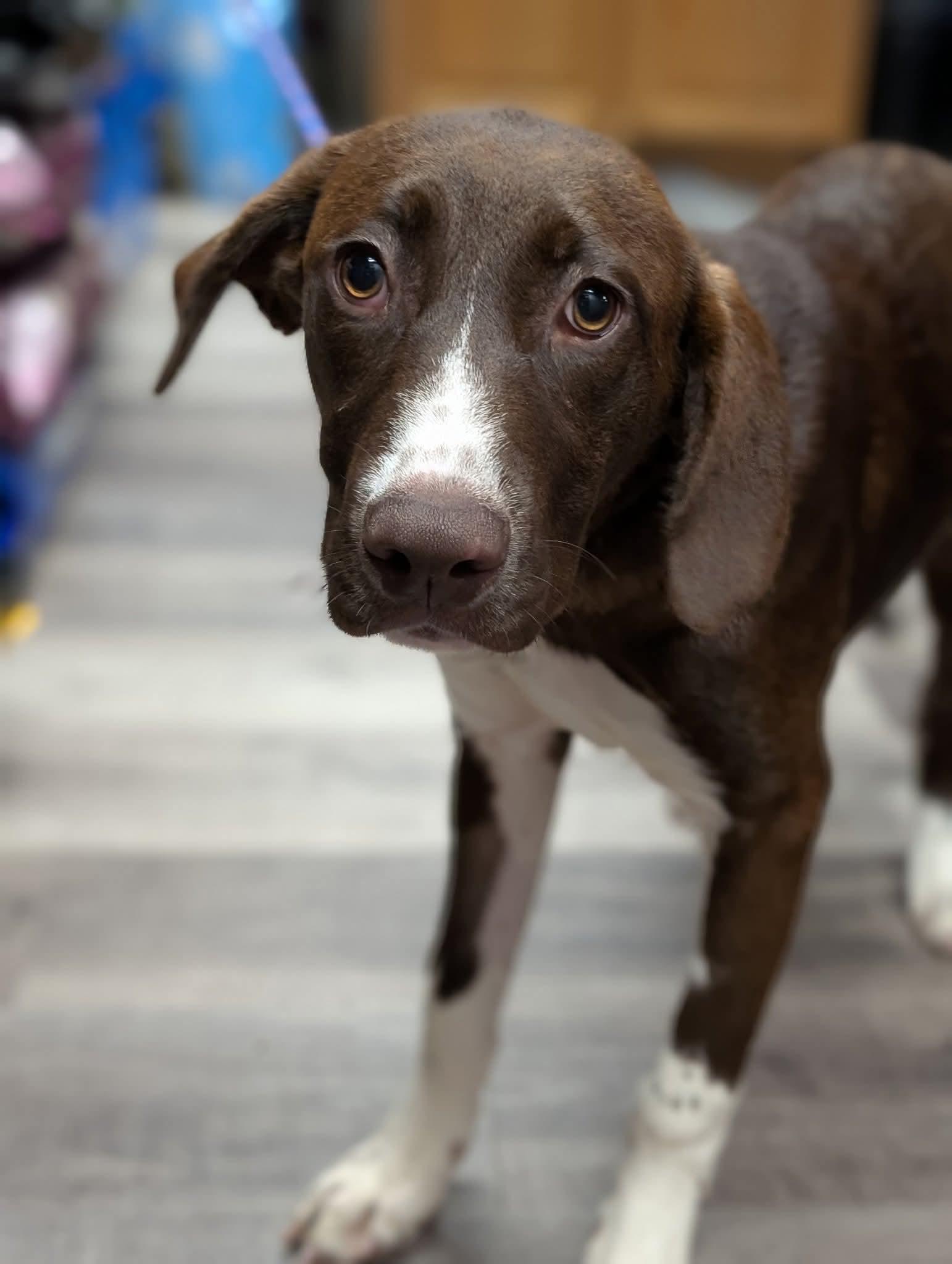 Hilda $425, a Adoptable mixed breed in Milwaukee, WI image 6/6