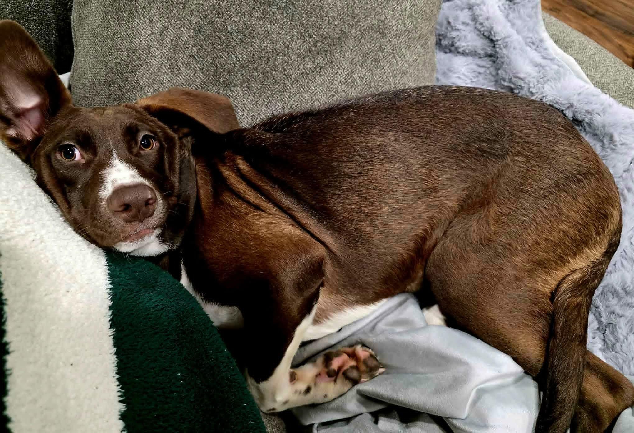 Hilda $425, a Adoptable mixed breed in Milwaukee, WI image 1/6