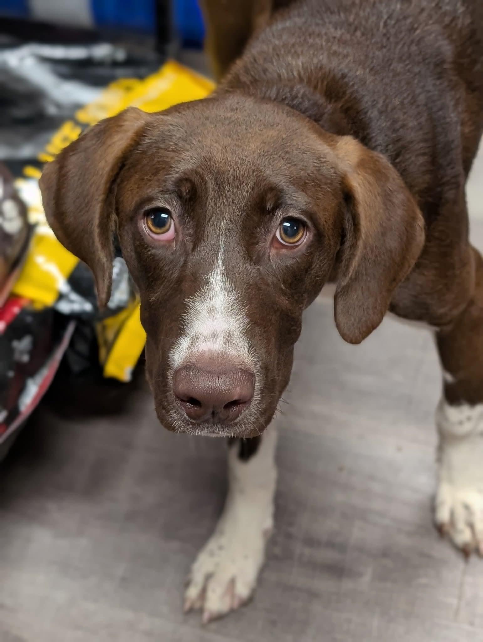 Hilda $425, Adoptable, Young Female Basset Hound.