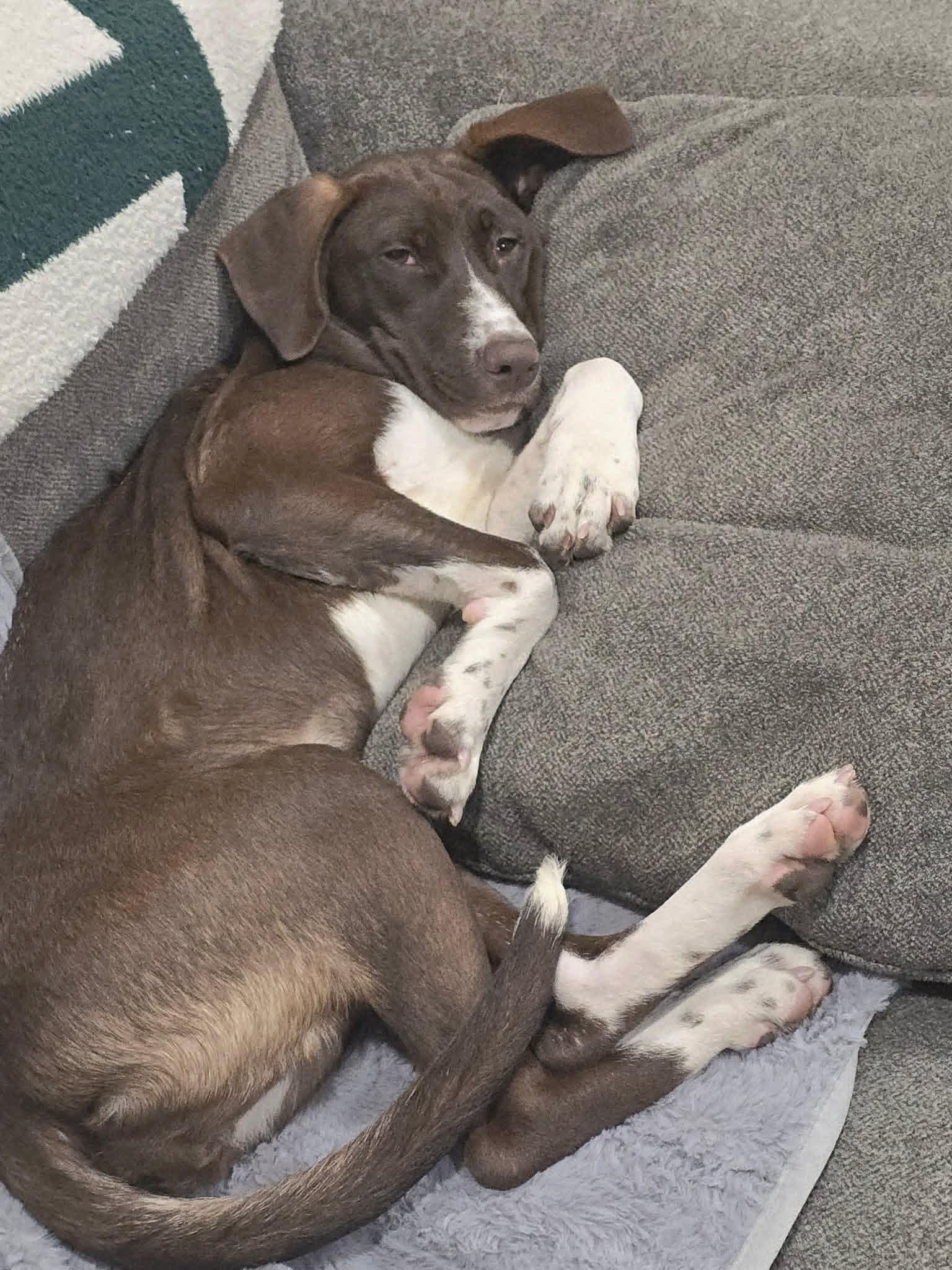 Hilda $425, a Adoptable mixed breed in Milwaukee, WI image 3/6