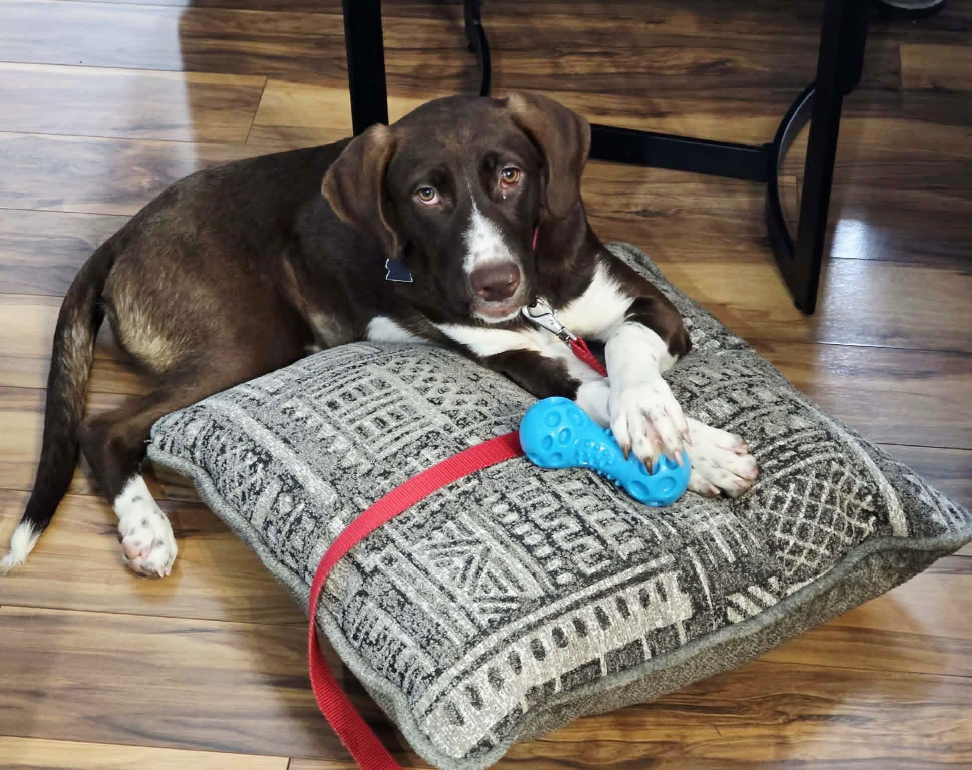 Hilda $425, a Adoptable mixed breed in Milwaukee, WI image 4/6