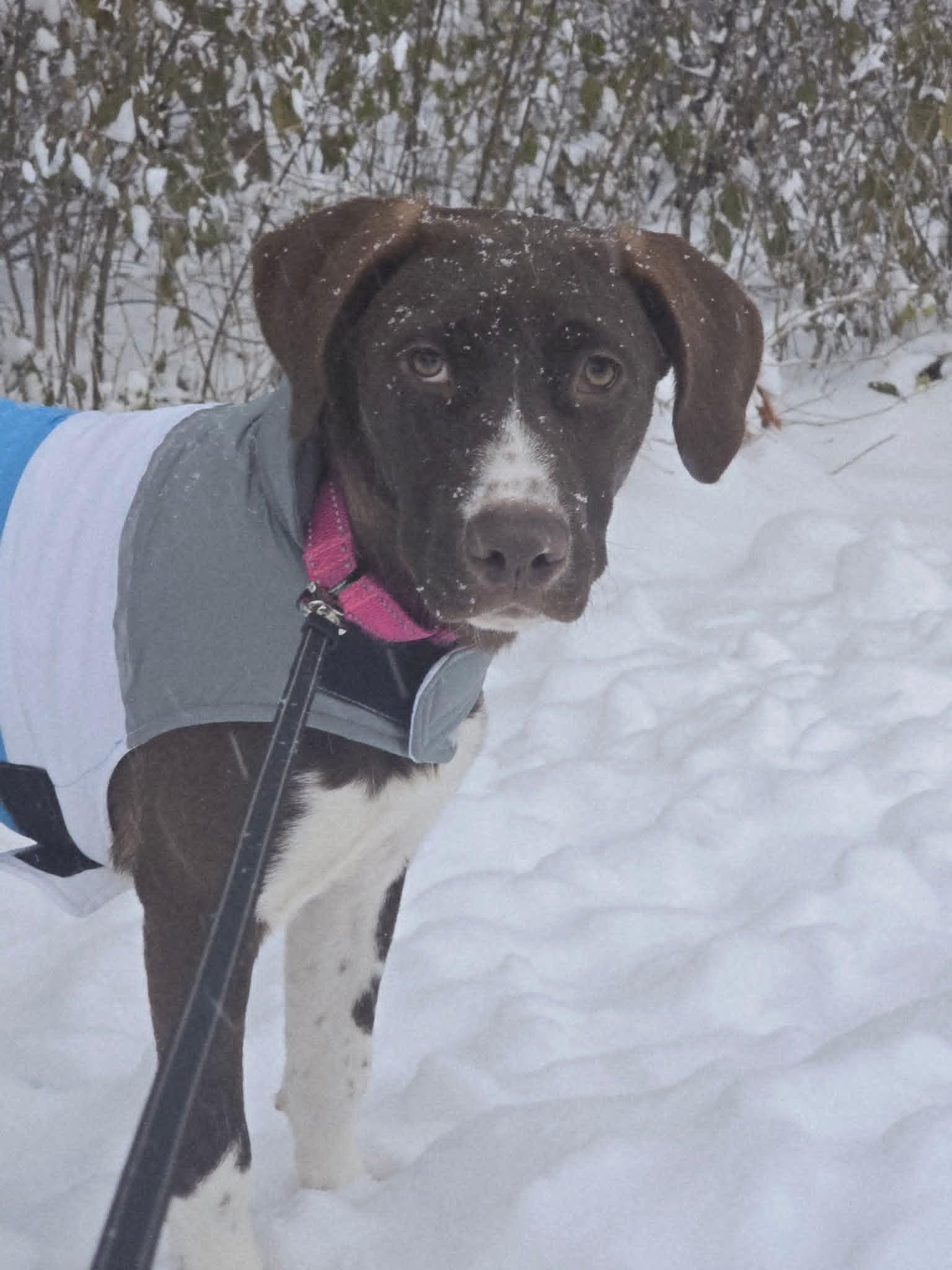 Hilda $425, a Adoptable mixed breed in Milwaukee, WI image 5/6