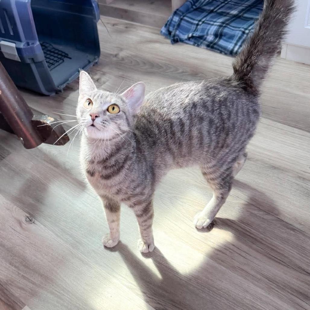 Callie 26-08-096, Adoptable, Young Female Domestic Short Hair.