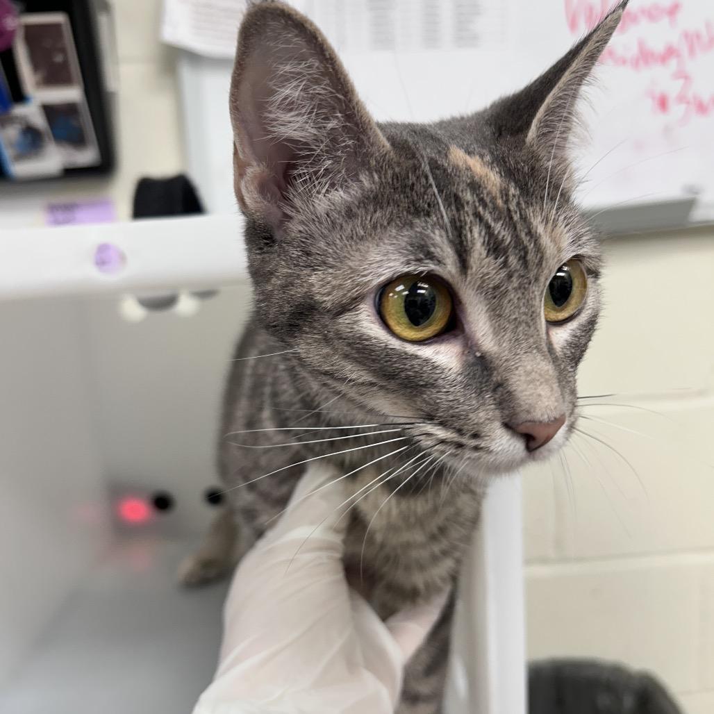 Enlarge Callie 26-08-096, a Adoptable Domestic Short Hair in Bastrop, TX image 2/2