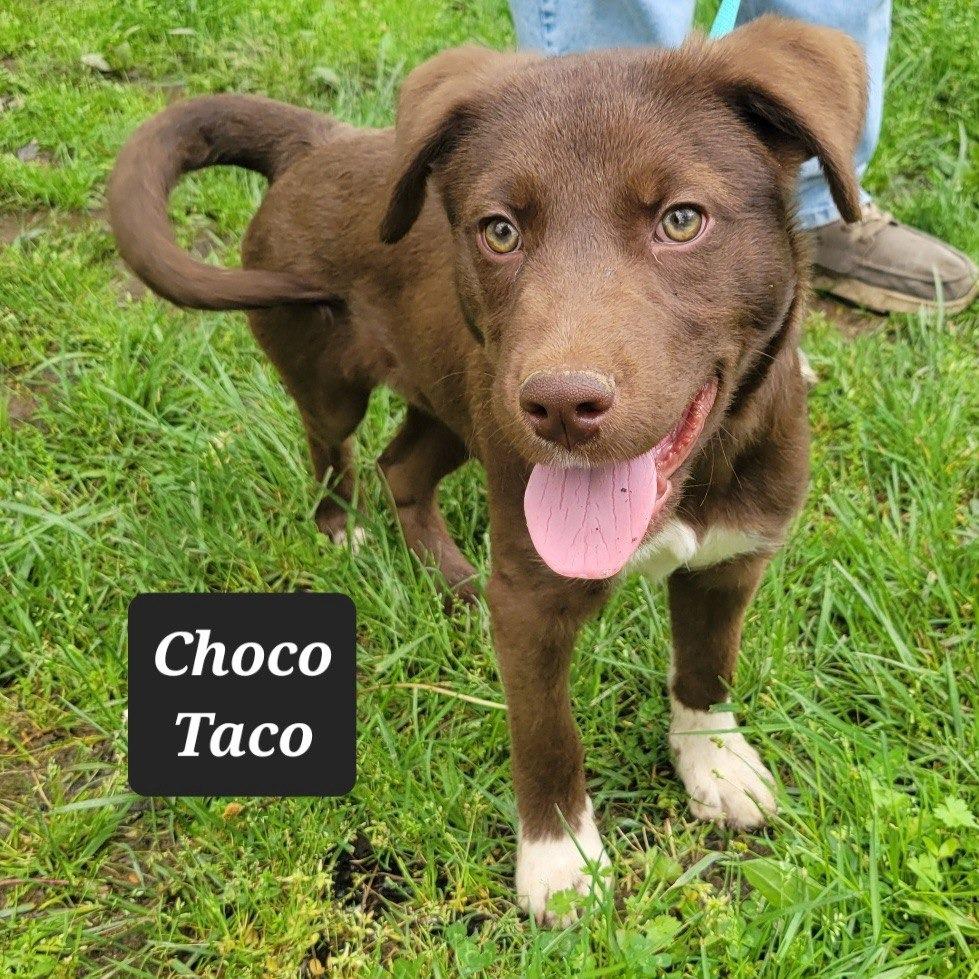 Enlarge Choco Taco, a Adoptable Labrador Retriever in Buffalo, MO image 1/1