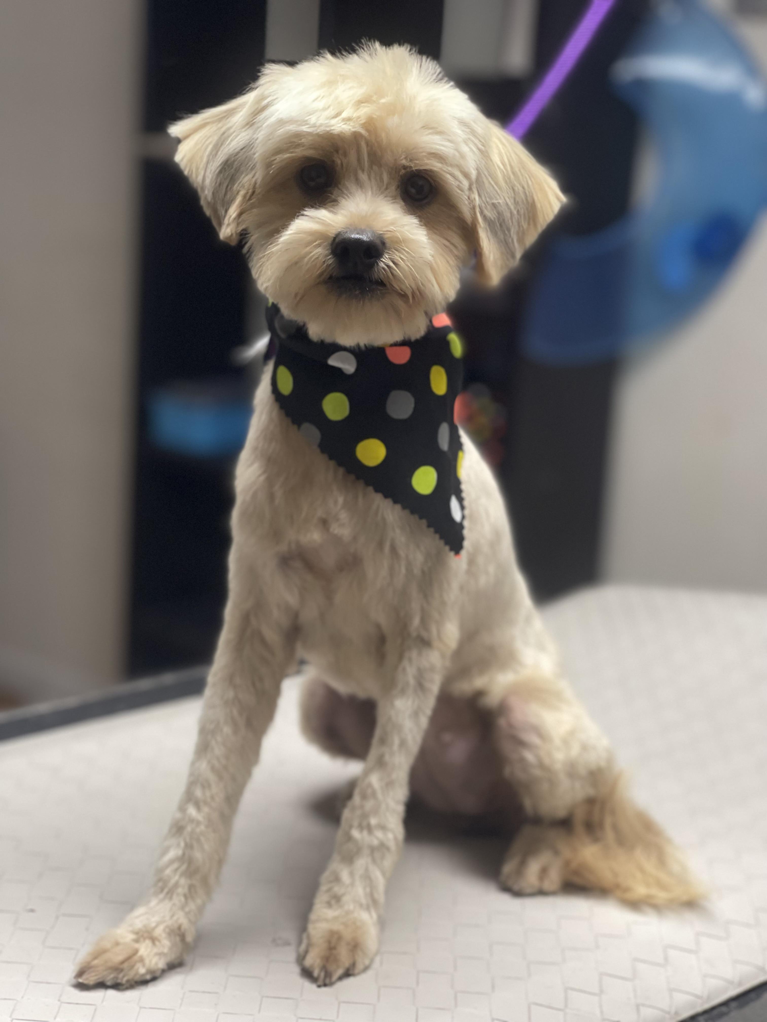 Enlarge Hazel, an adopted mixed breed in Fresno, CA image 1/1