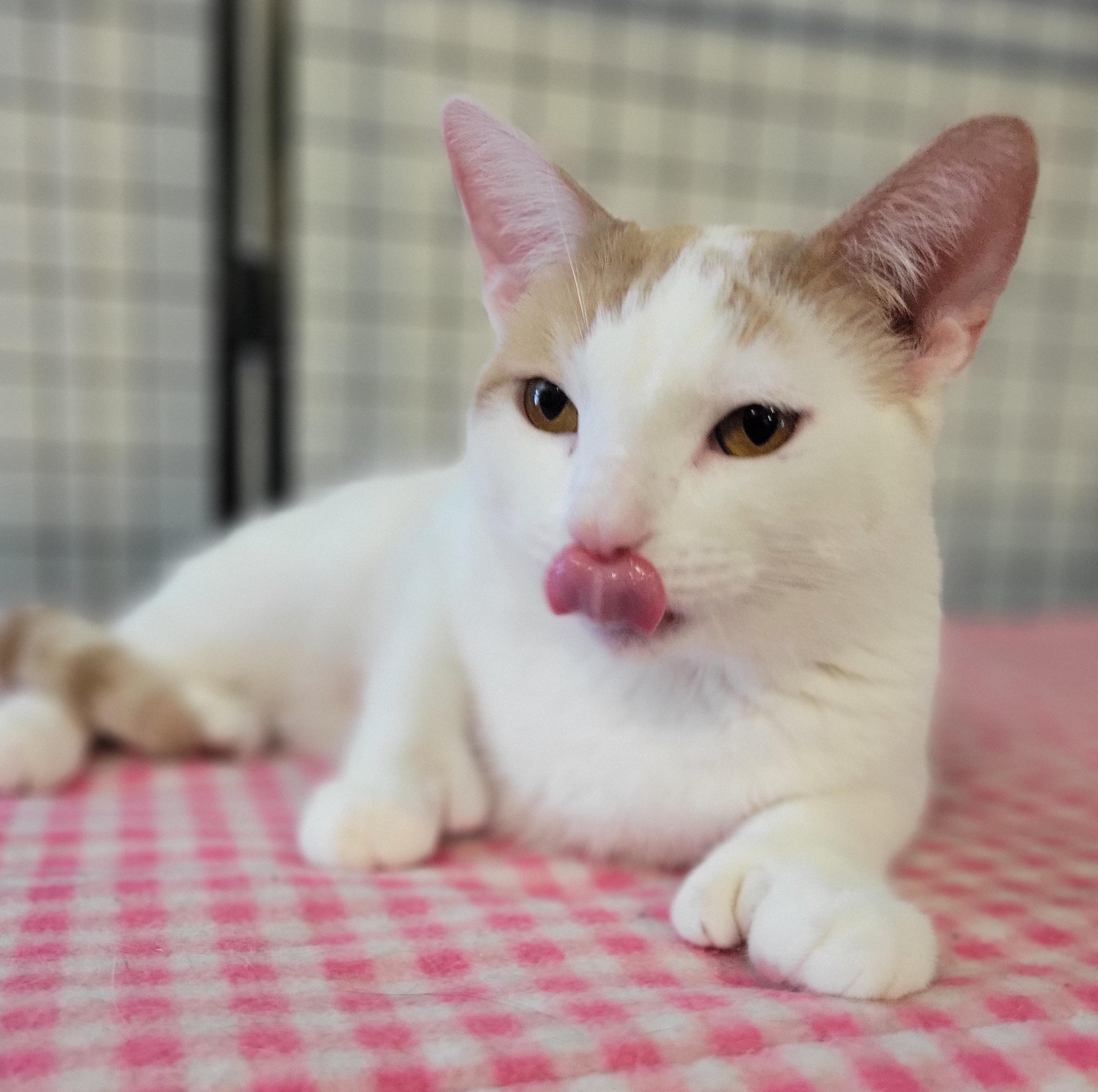 Paw Paw, a Adoptable Extra-Toes Cat / Hemingway Polydactyl in Swartz Creek, MI image 4/6