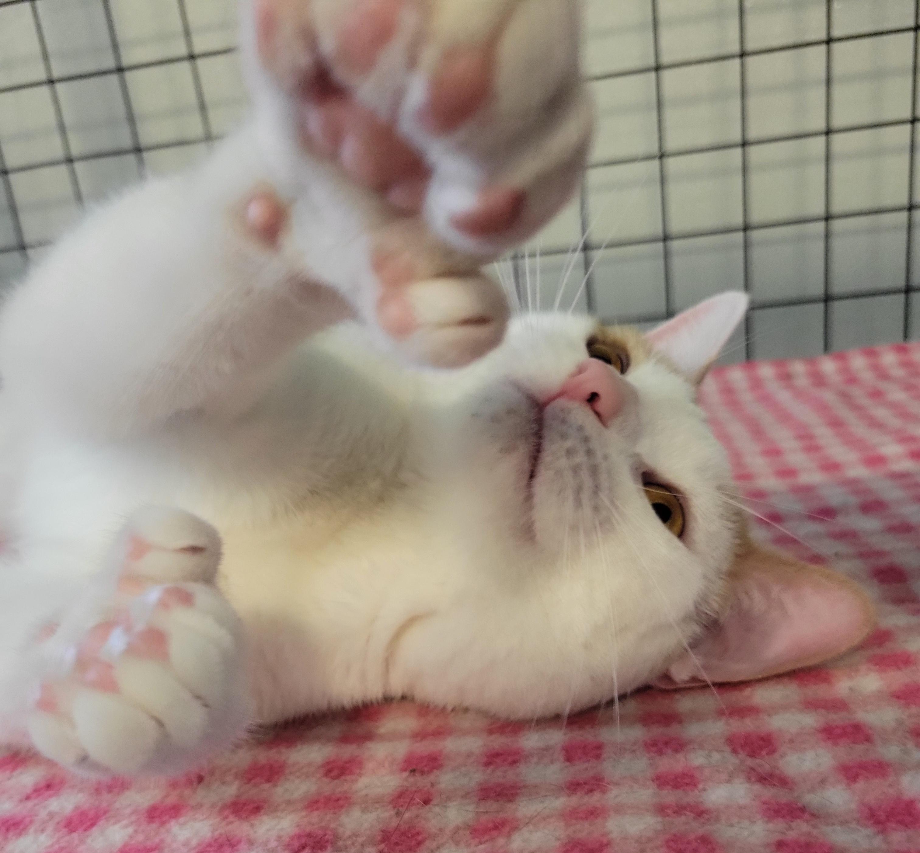 Paw Paw, a Adoptable Extra-Toes Cat / Hemingway Polydactyl in Swartz Creek, MI image 5/6