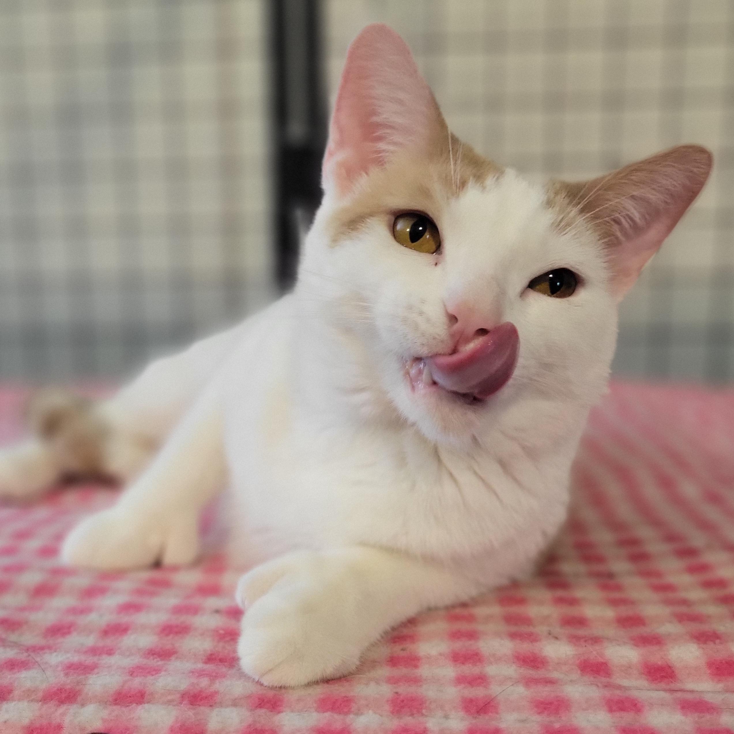 Paw Paw, a Adoptable Extra-Toes Cat / Hemingway Polydactyl in Swartz Creek, MI image 3/6