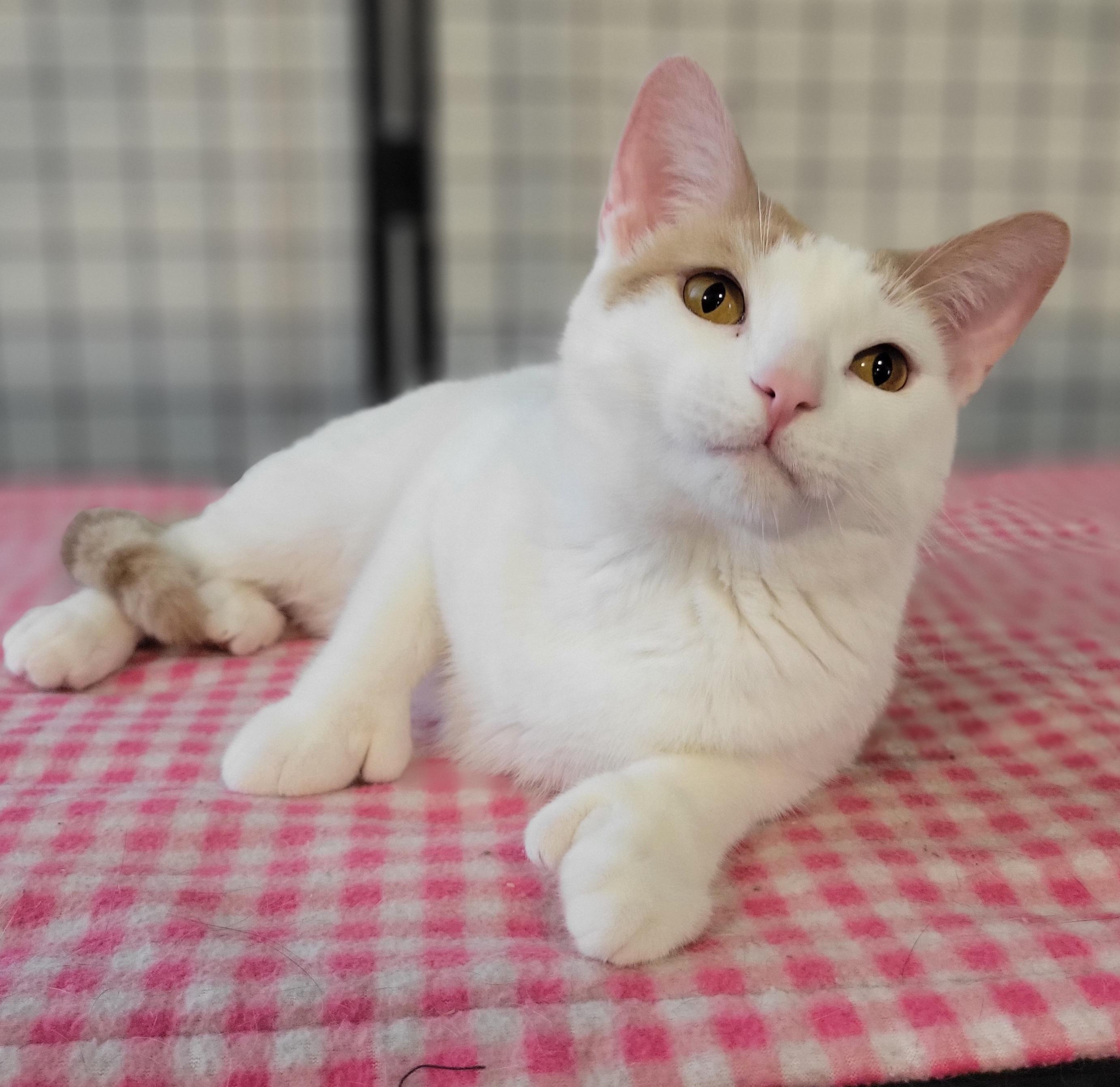 Paw Paw, a Adoptable Extra-Toes Cat / Hemingway Polydactyl in Swartz Creek, MI image 6/6