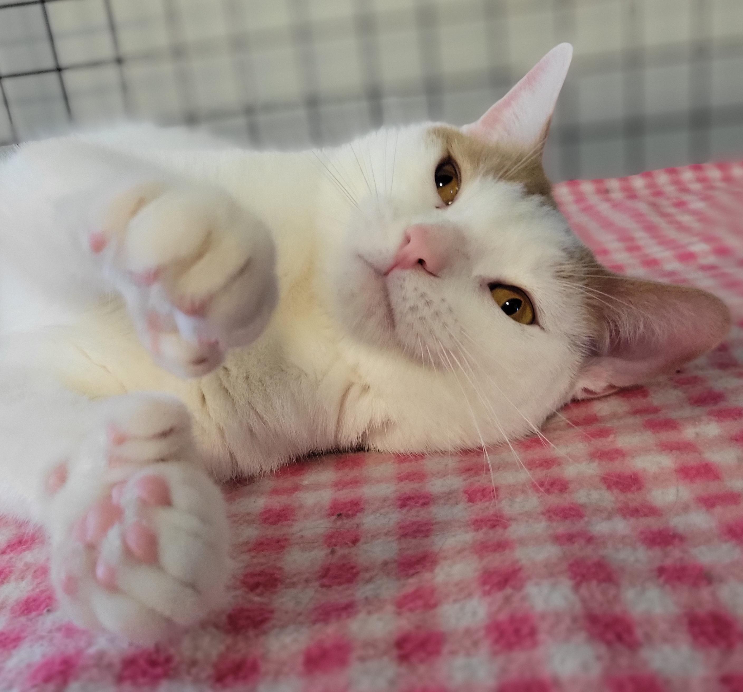 Paw Paw, a Adoptable Extra-Toes Cat / Hemingway Polydactyl in Swartz Creek, MI image 2/6
