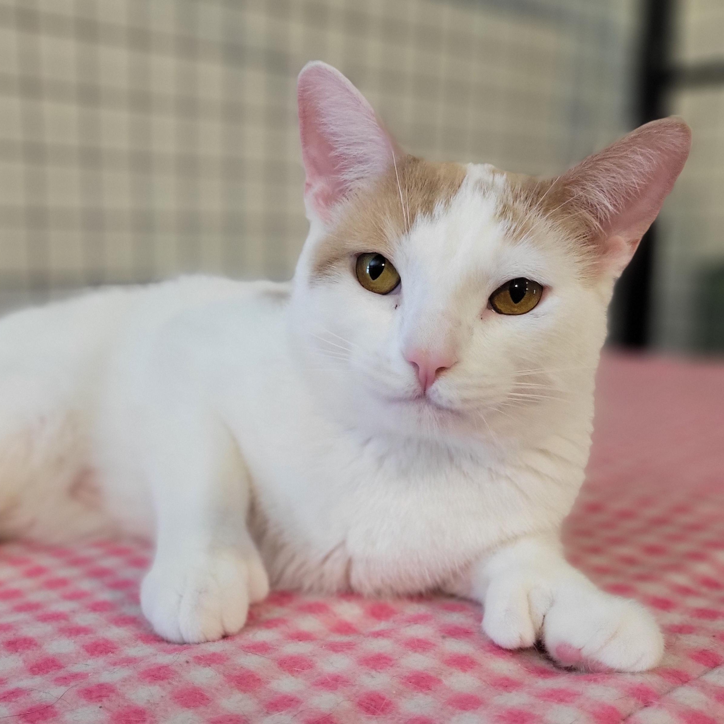 Paw Paw, Adoptable, Young Male Extra-Toes Cat / Hemingway Polydactyl.