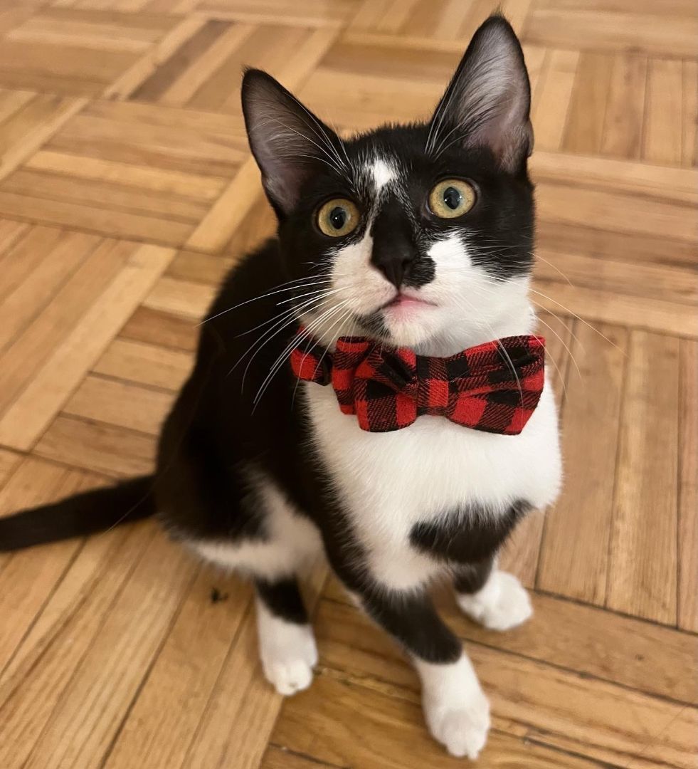 Bonnie, Adoptable, Kitten Female Domestic Short Hair.