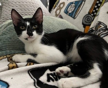 Enlarge Bonnie, a Adoptable mixed breed in New York, NY image 6/6