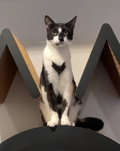 Enlarge Bonnie, a Adoptable mixed breed in New York, NY image 3/6