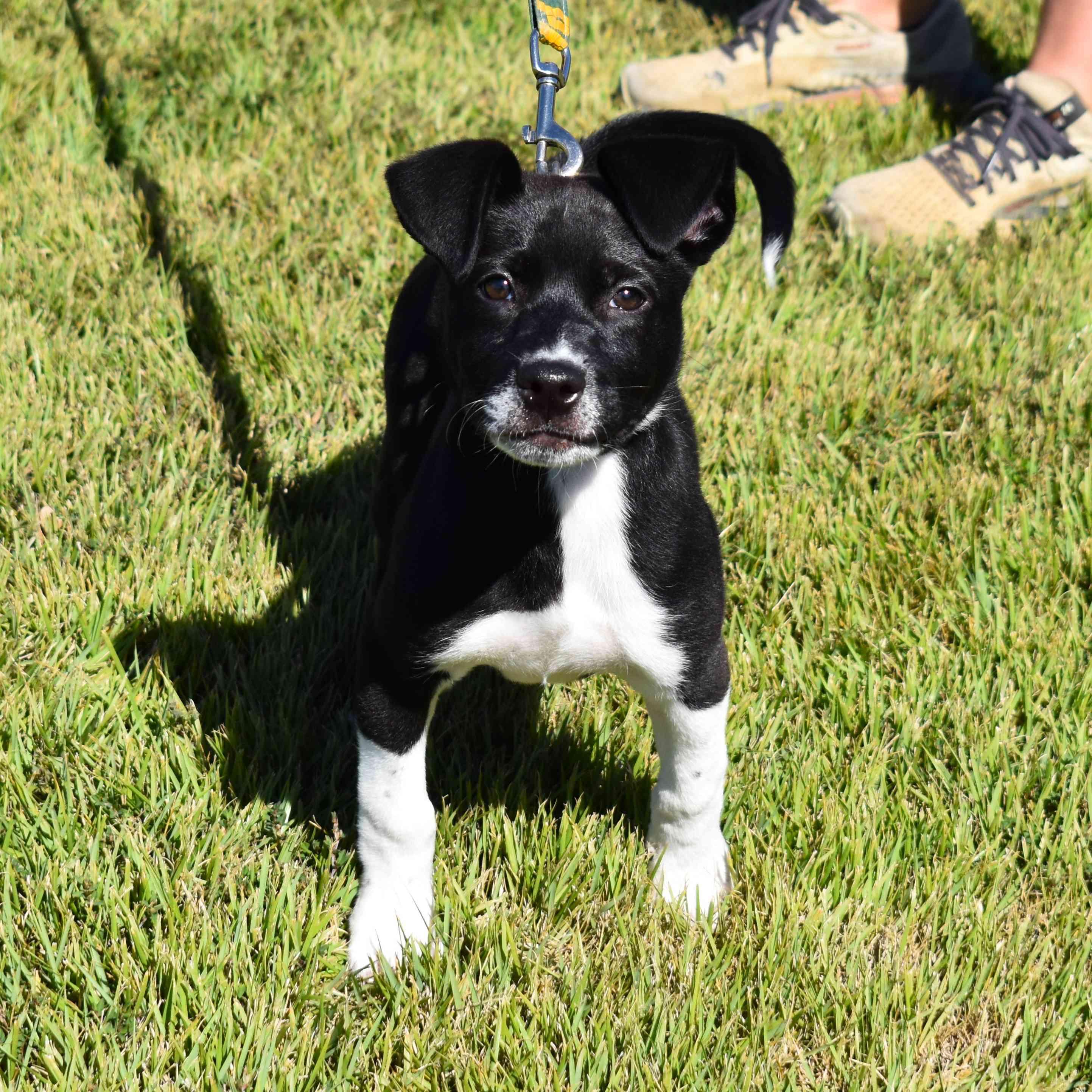 Enlarge Bunny, a Adoptable Mixed Breed in Searcy, AR image 4/6