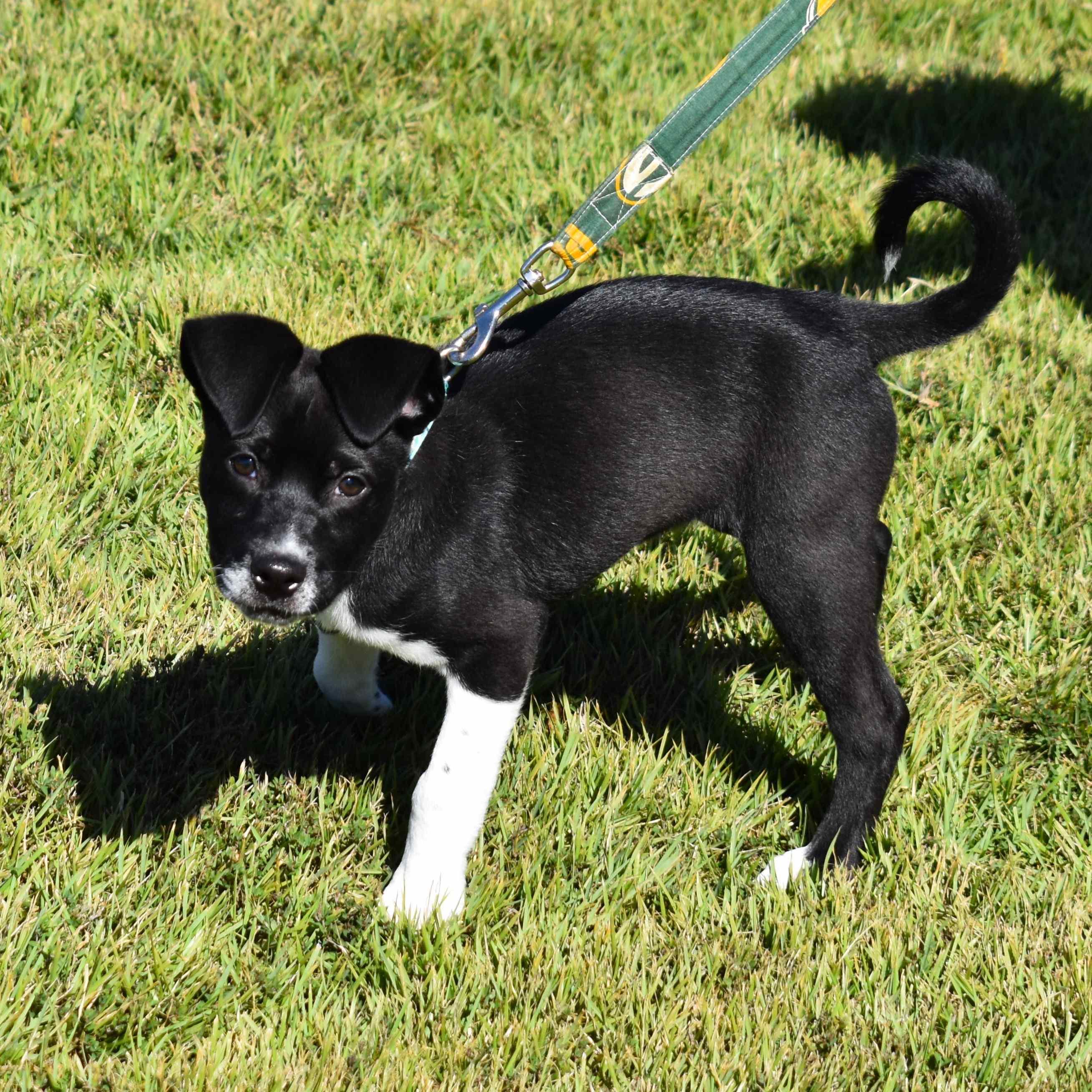 Enlarge Bunny, a Adoptable Mixed Breed in Searcy, AR image 6/6