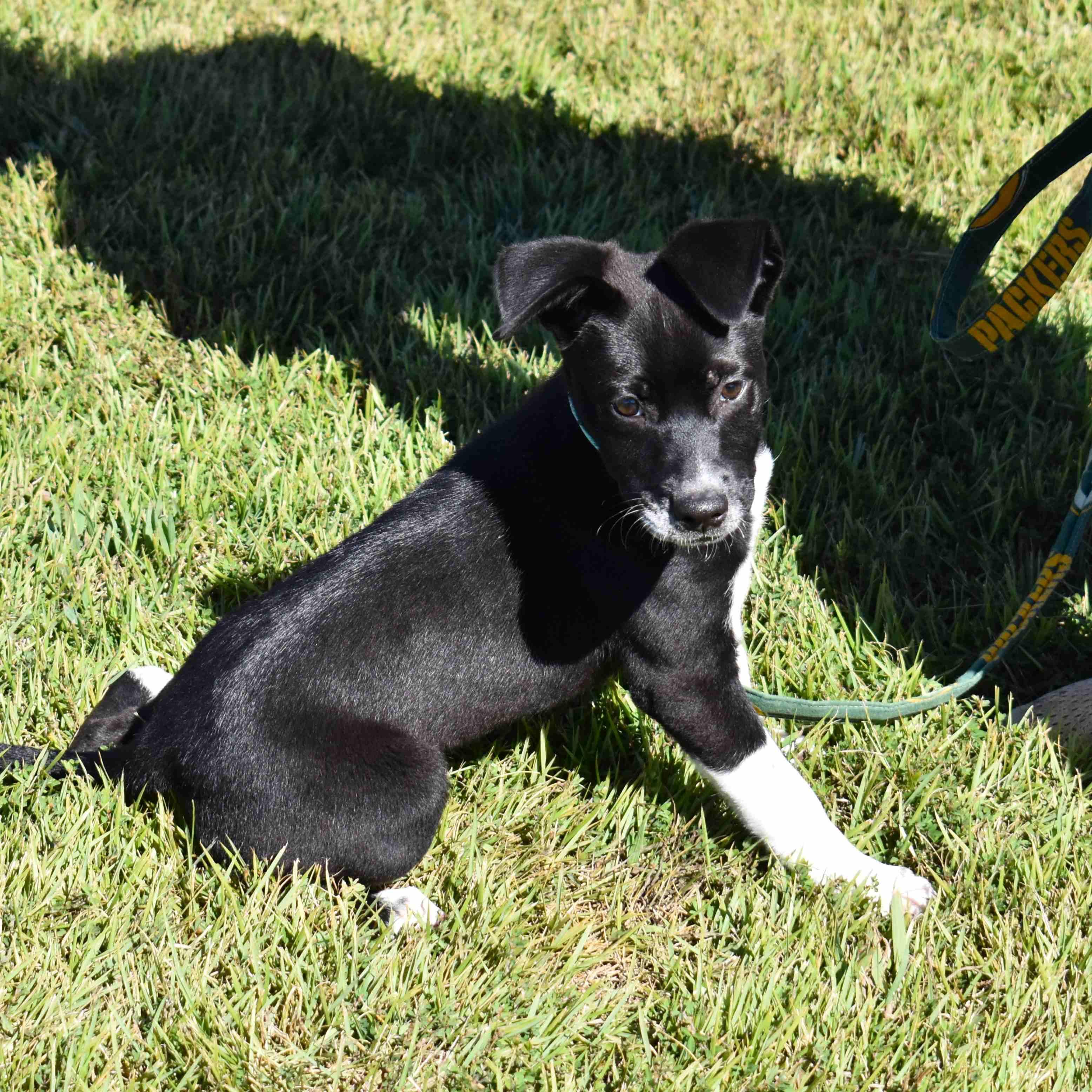 Enlarge Bunny, a Adoptable Mixed Breed in Searcy, AR image 5/6
