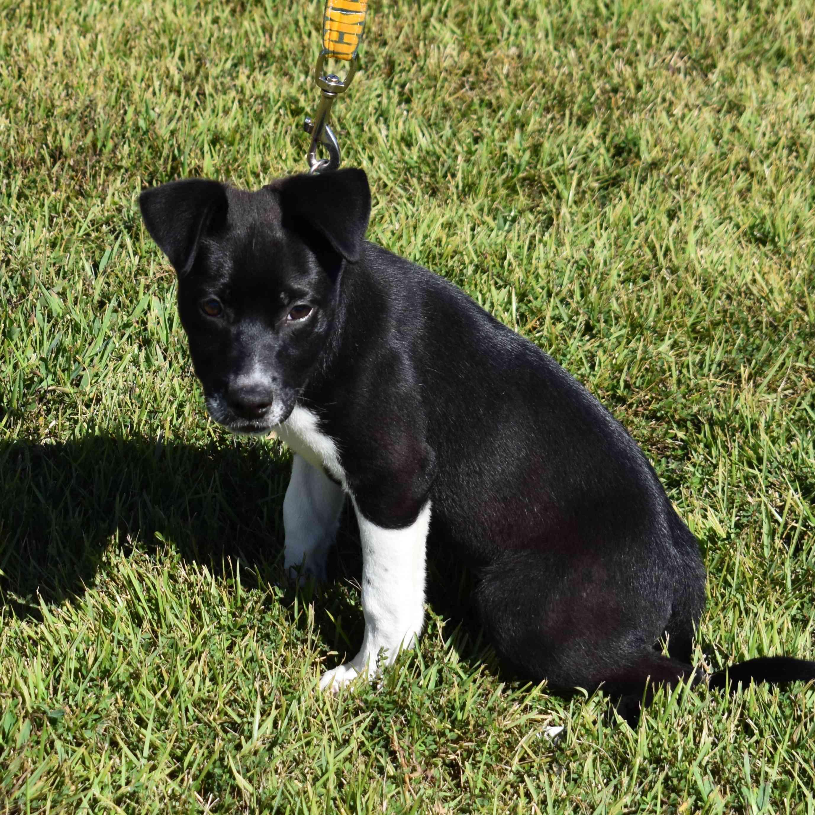 Enlarge Bunny, a Adoptable Mixed Breed in Searcy, AR image 3/6
