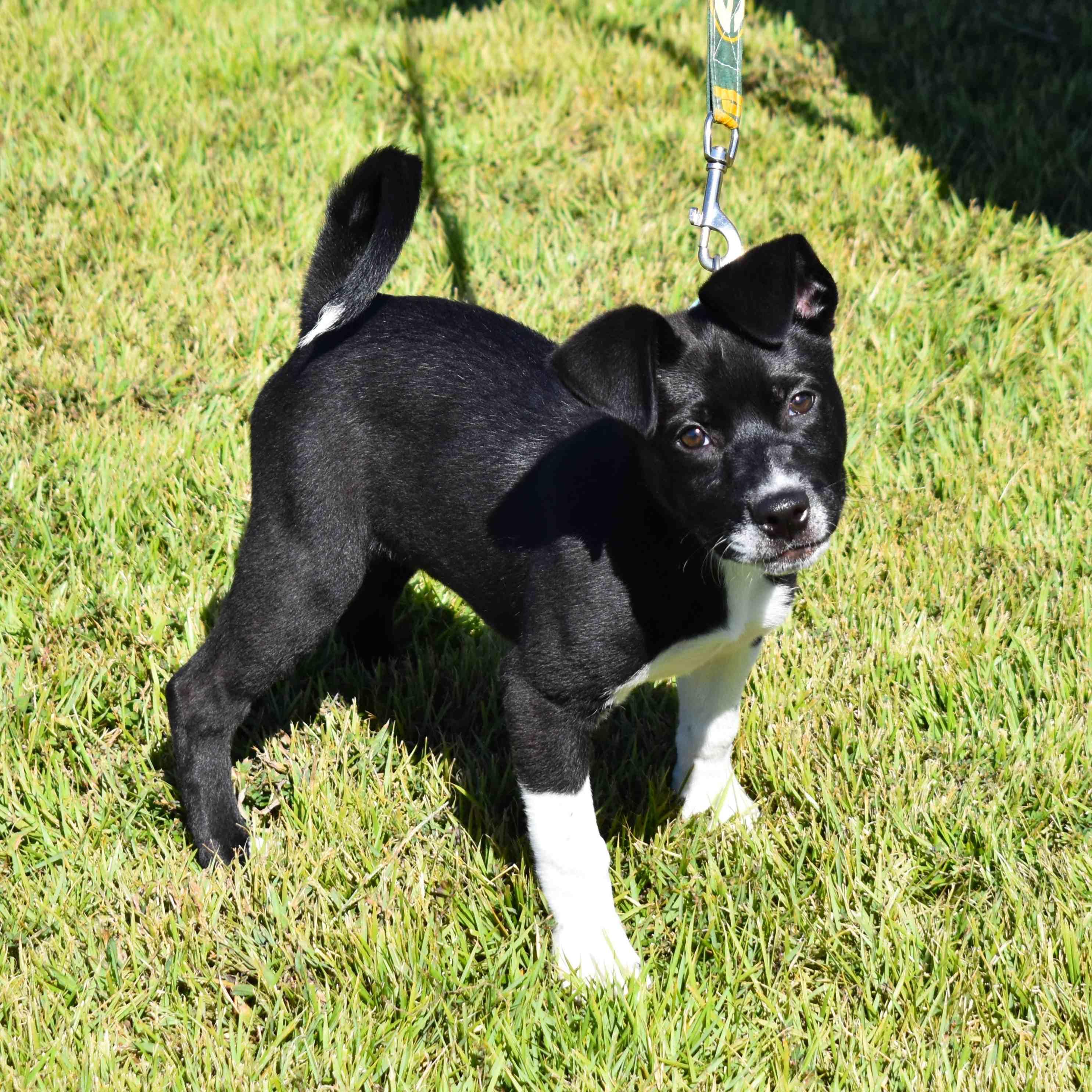 Bunny, Adoptable, Puppy Female Mixed Breed.