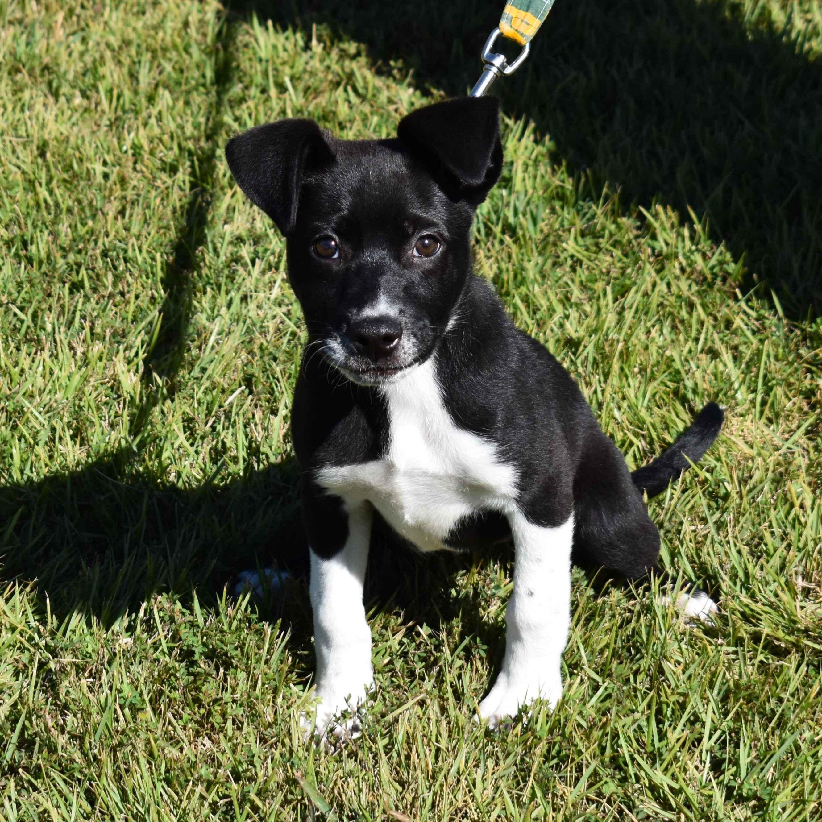 Enlarge Bunny, a Adoptable Mixed Breed in Searcy, AR image 2/6