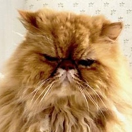 Tofu, a Adoptable Persian in San Francisco, CA image 1/2