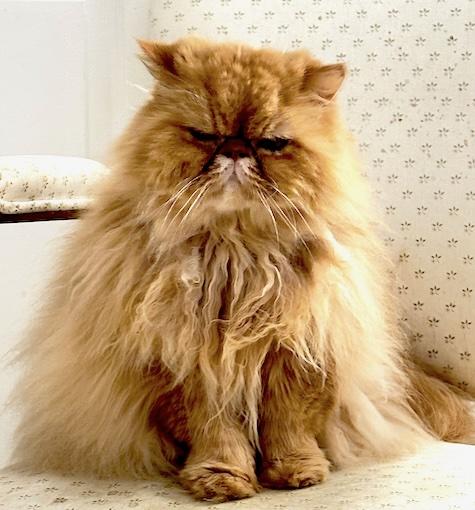 Tofu, a Adoptable Persian in San Francisco, CA image 2/2