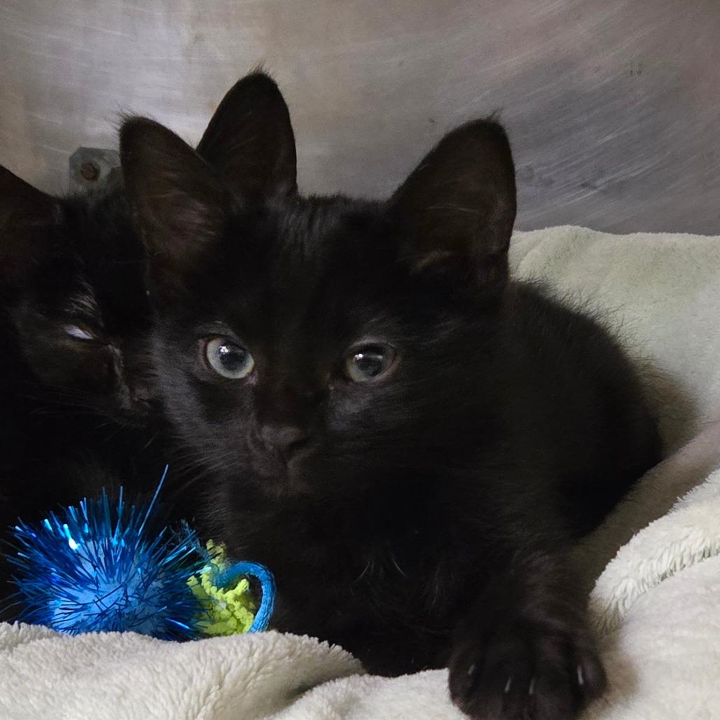 Enlarge Selena, a Adoptable Domestic Short Hair in San Jacinto, CA image 1/1