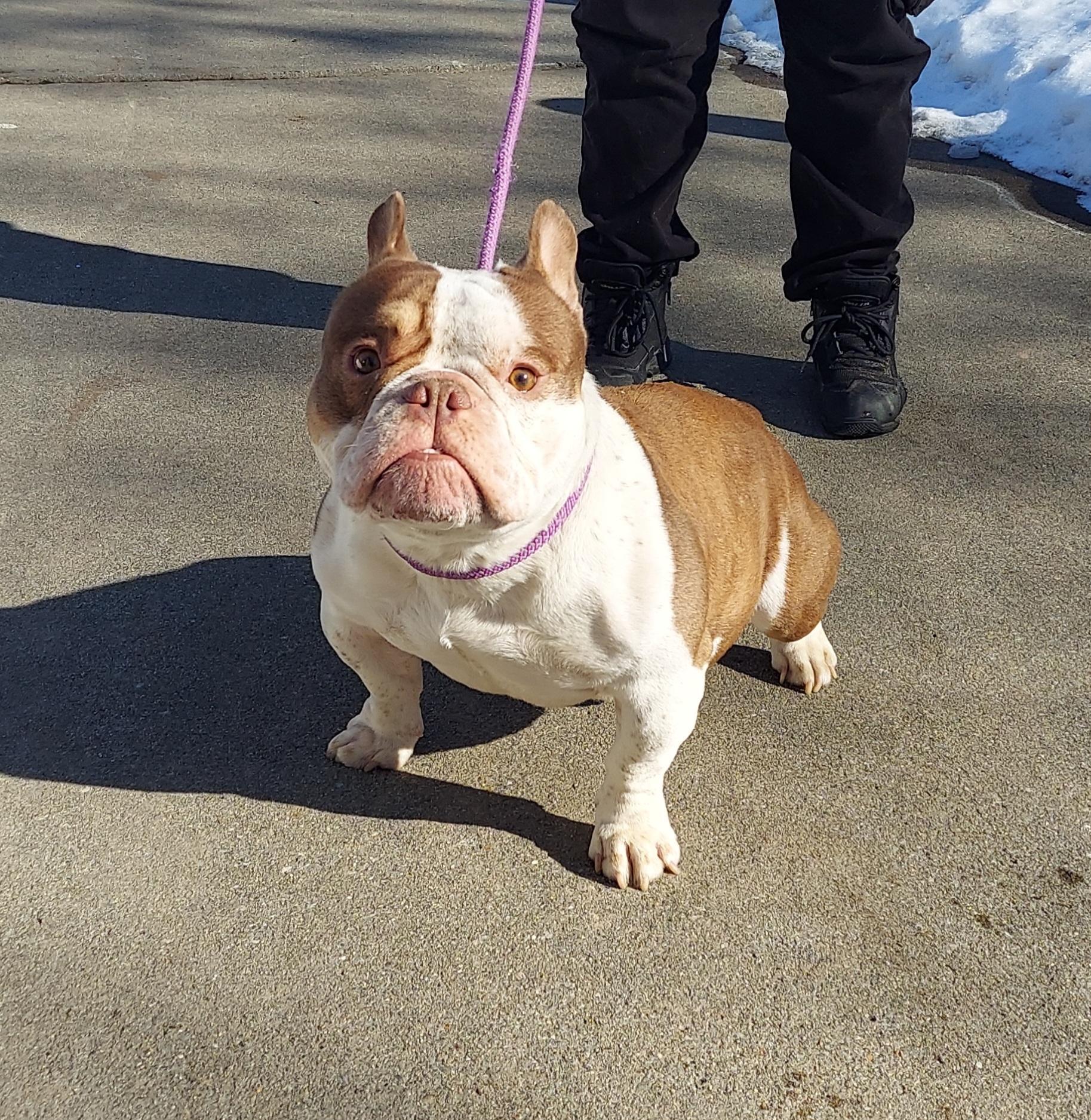 Enlarge #24, a ADOPTABLE mixed breed in Pawtucket, RI image 1/1