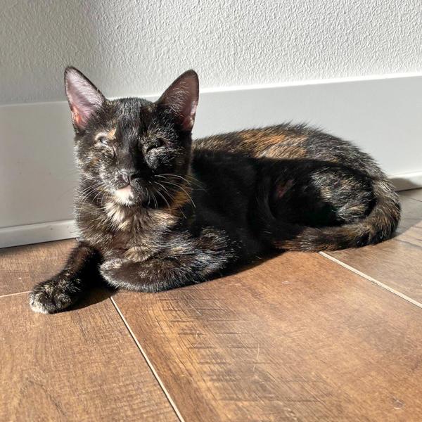 Sofi -- Bonded Buddy With Ben, Adoptable, Young Female Domestic Short Hair.