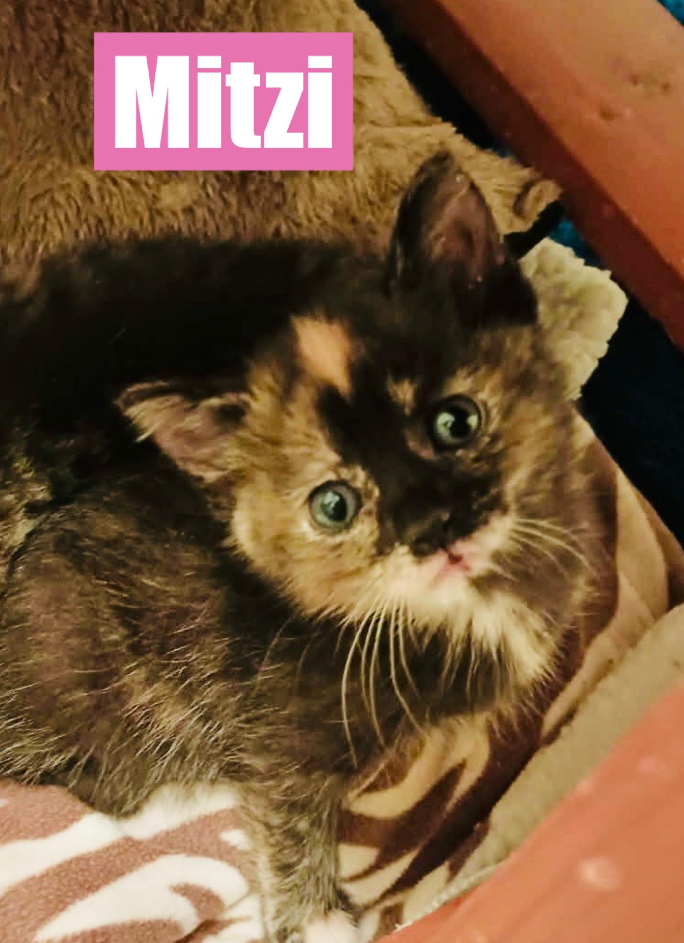 Mitzi, Baby Female unknown