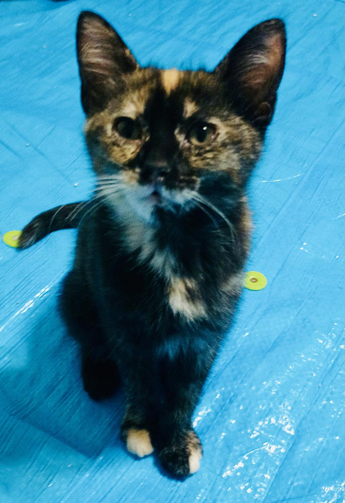 Enlarge Mitzi, a Adoptable Tortoiseshell in EAST PALATKA, FL image 1/1