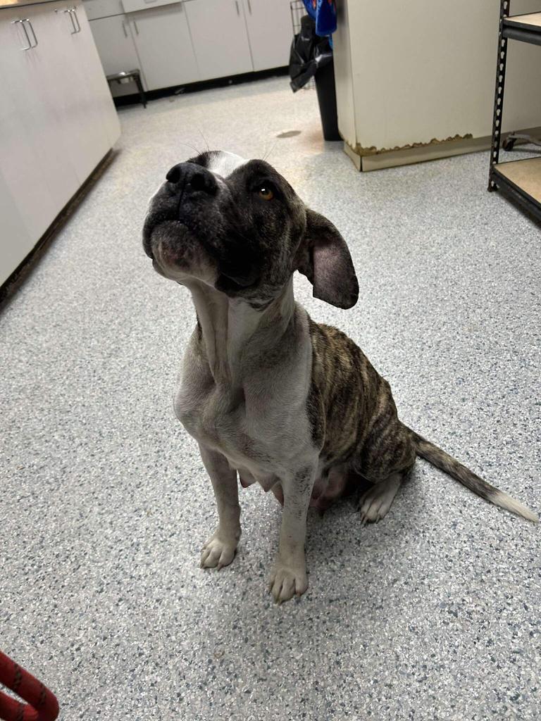 Valentine, Adoptable, Adult Female Pit Bull Terrier & Affenpinscher.