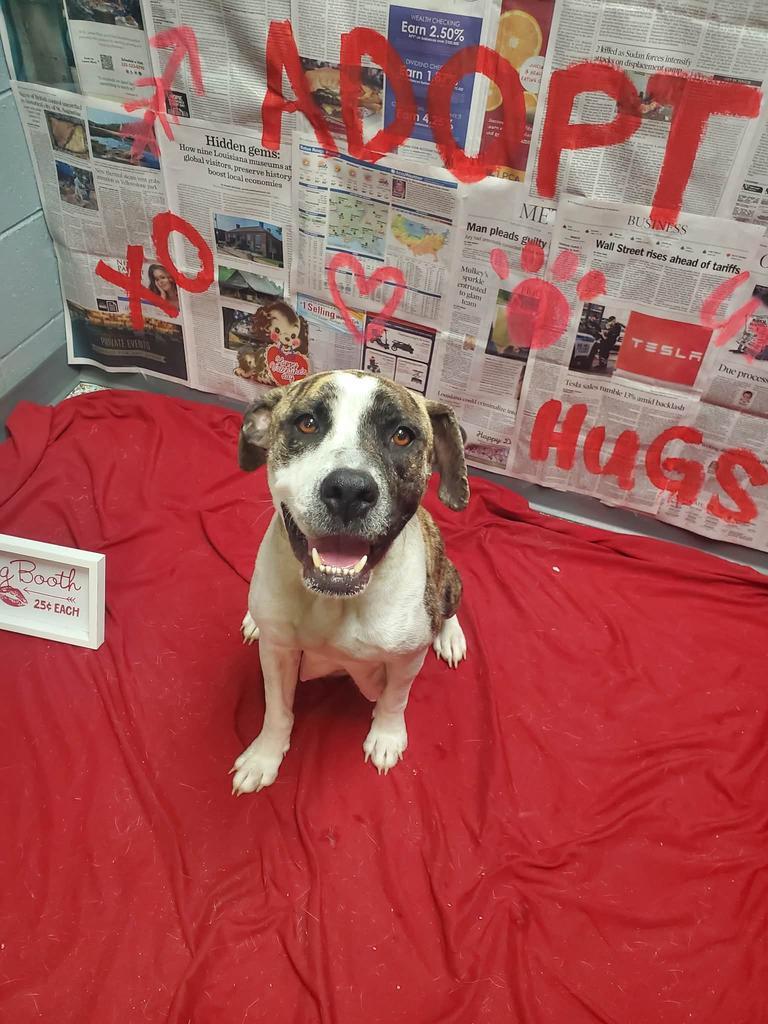 Valentine, Adoptable, Adult Female Pit Bull Terrier & Affenpinscher.