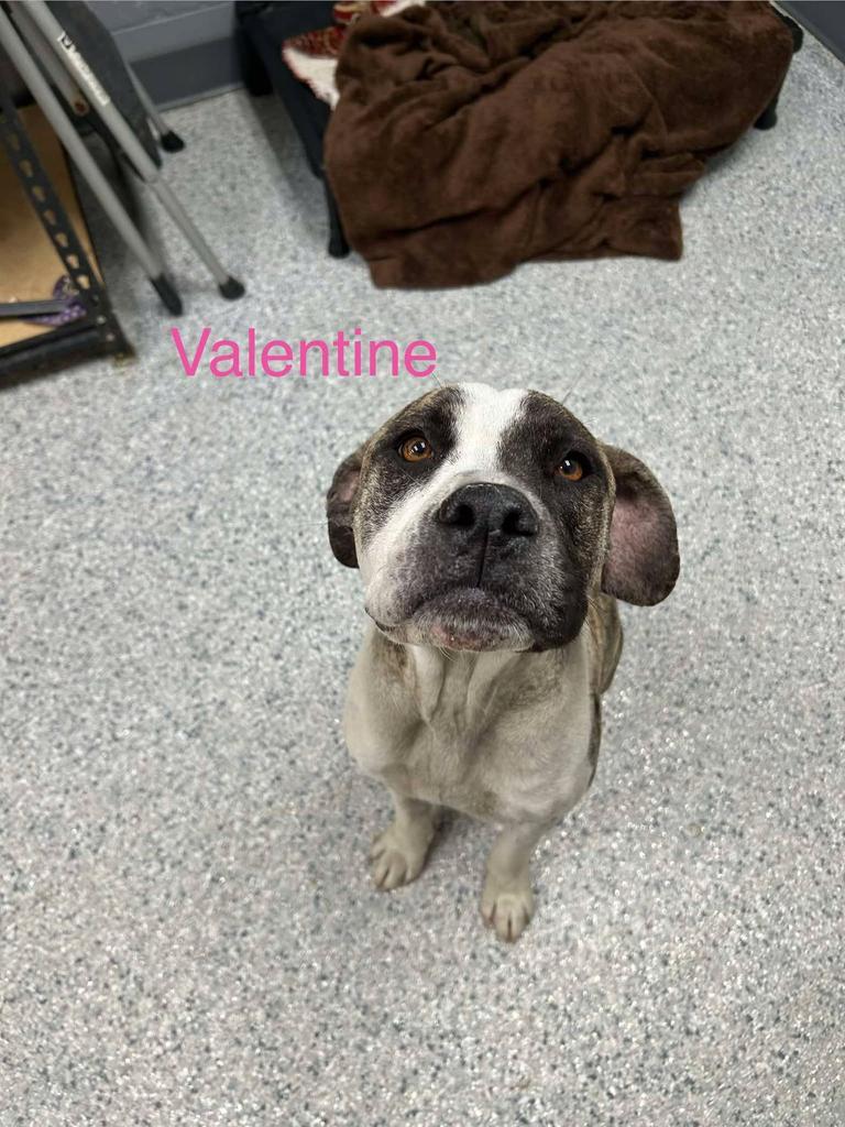 Enlarge Valentine, a Adoptable mixed breed in Livingston, LA image 3/6