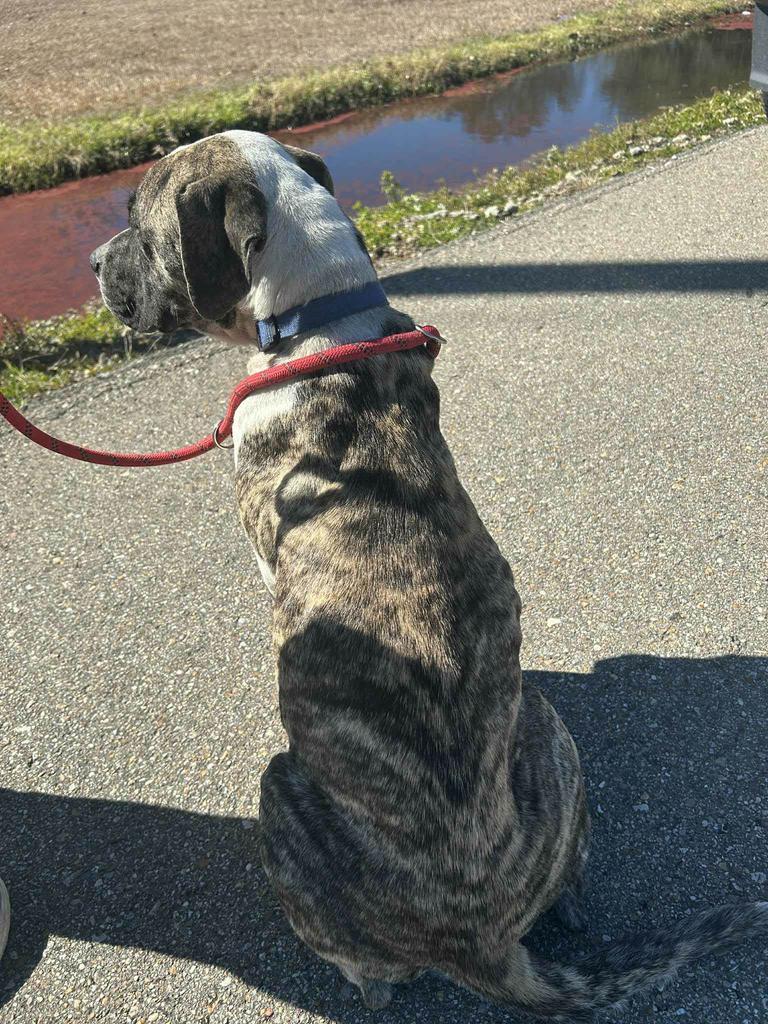 Enlarge Valentine, a Adoptable mixed breed in Livingston, LA image 4/6